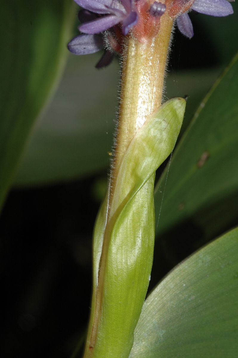 Pontederiaceae Pontederia cordata