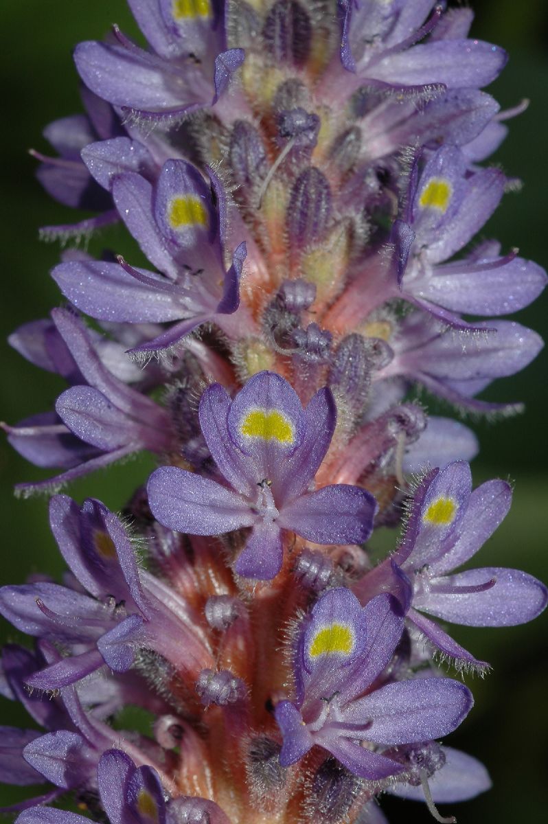 Pontederiaceae Pontederia cordata