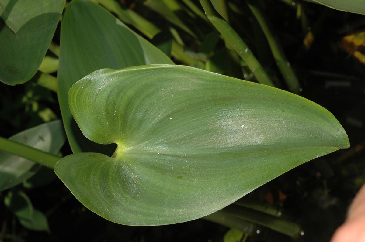 Pontederiaceae Pontederia cordata