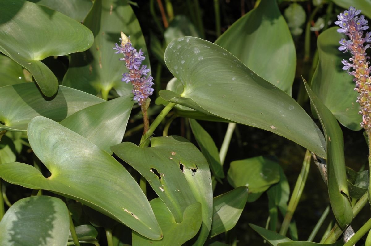Pontederiaceae Pontederia cordata
