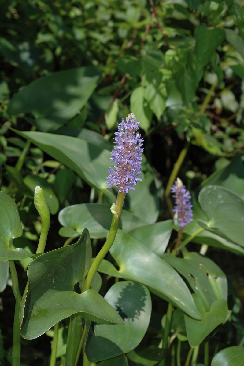 Pontederiaceae Pontederia cordata