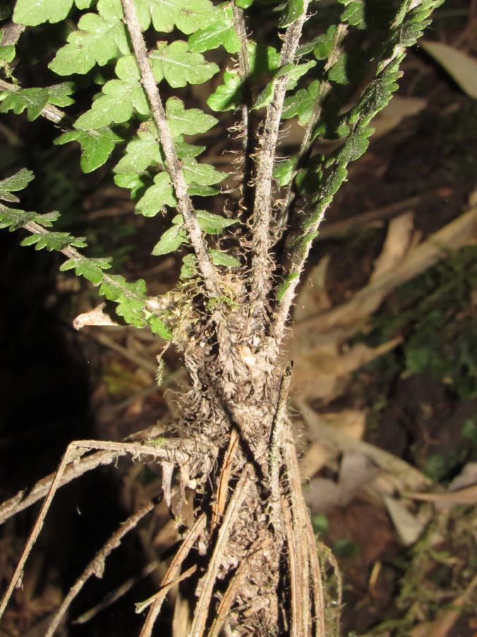 Thelypteridaceae Amauropelta funckii