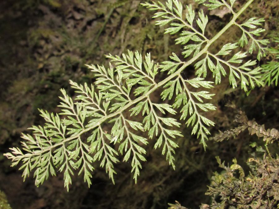 Aspleniaceae Asplenium fragrans