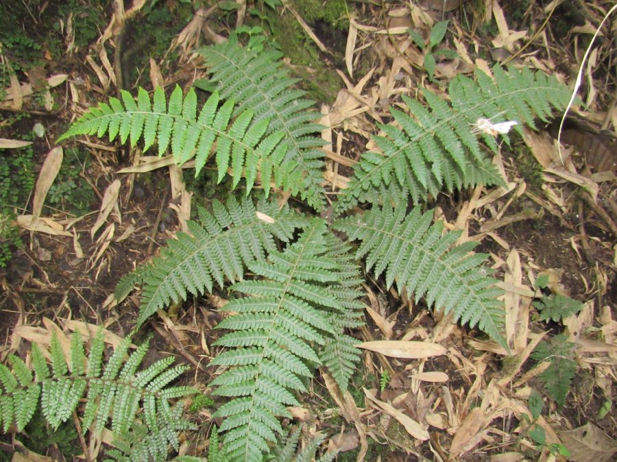 Thelypteridaceae Amauropelta funckii