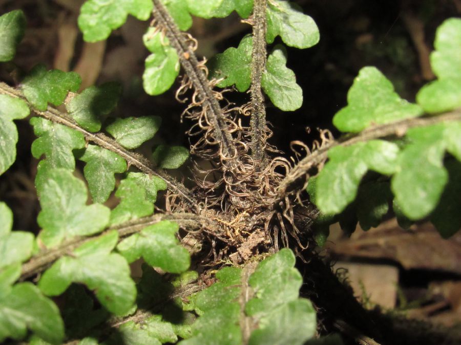 Thelypteridaceae Amauropelta funckii