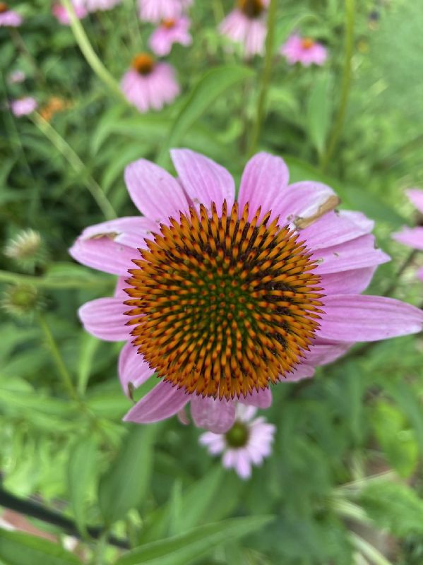 Asteraceae Echinacea purpurea