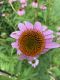 image of Echinacea purpurea