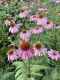 image of Echinacea purpurea