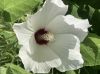 image of Hibiscus lasiocarpus