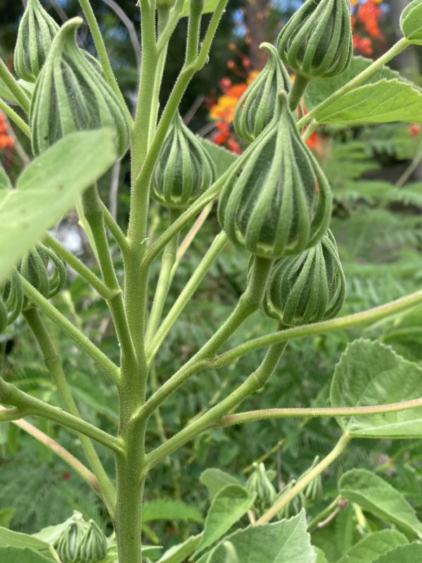 Malvaceae Hibiscus lasiocarpus