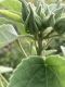 image of Hibiscus lasiocarpus