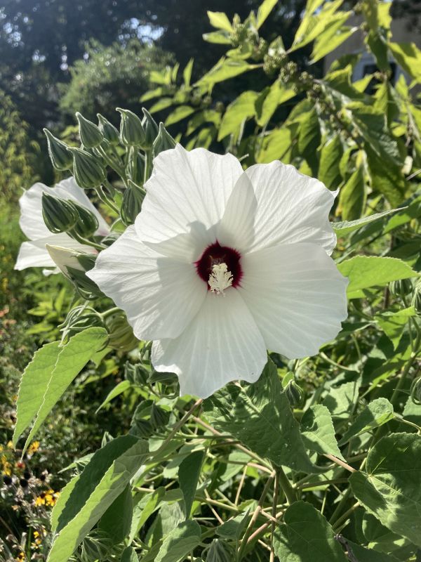 Malvaceae Hibiscus lasiocarpus