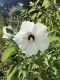 image of Hibiscus lasiocarpus