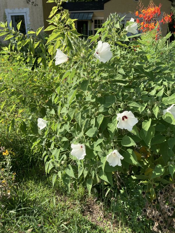 Malvaceae Hibiscus lasiocarpus