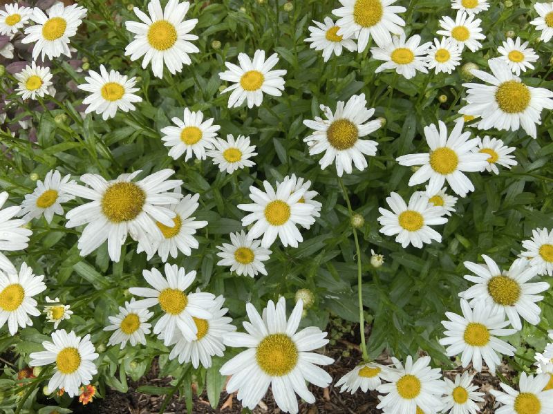 Asteraceae Leucanthemum superbum
