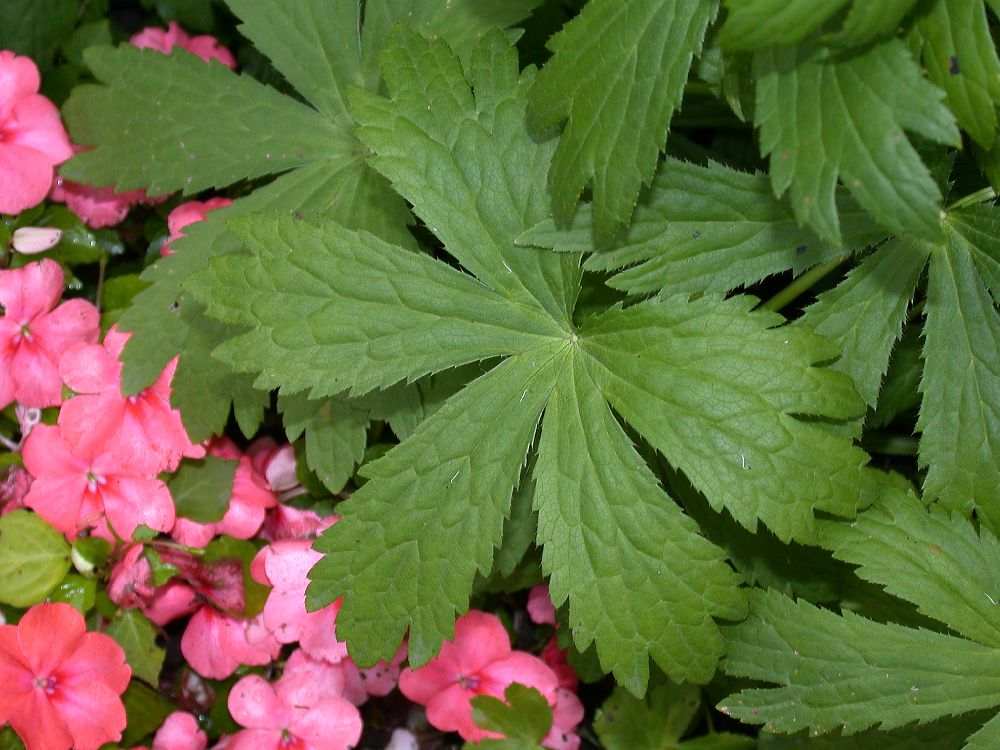 Apiaceae Astrantia 
