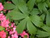 image of Astrantia 