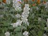 image of Nepeta cataria