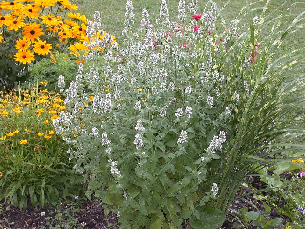 Lamiaceae Nepeta cataria
