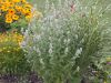 image of Nepeta cataria