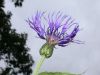 image of Centaurea montana