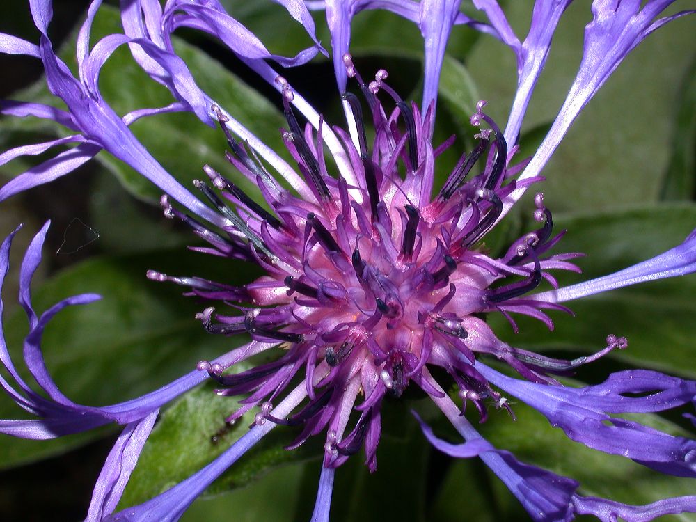 Asteraceae Centaurea montana