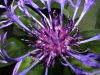 image of Centaurea montana