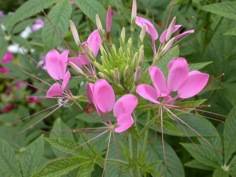 Cleomaceae Cleome hassleriana