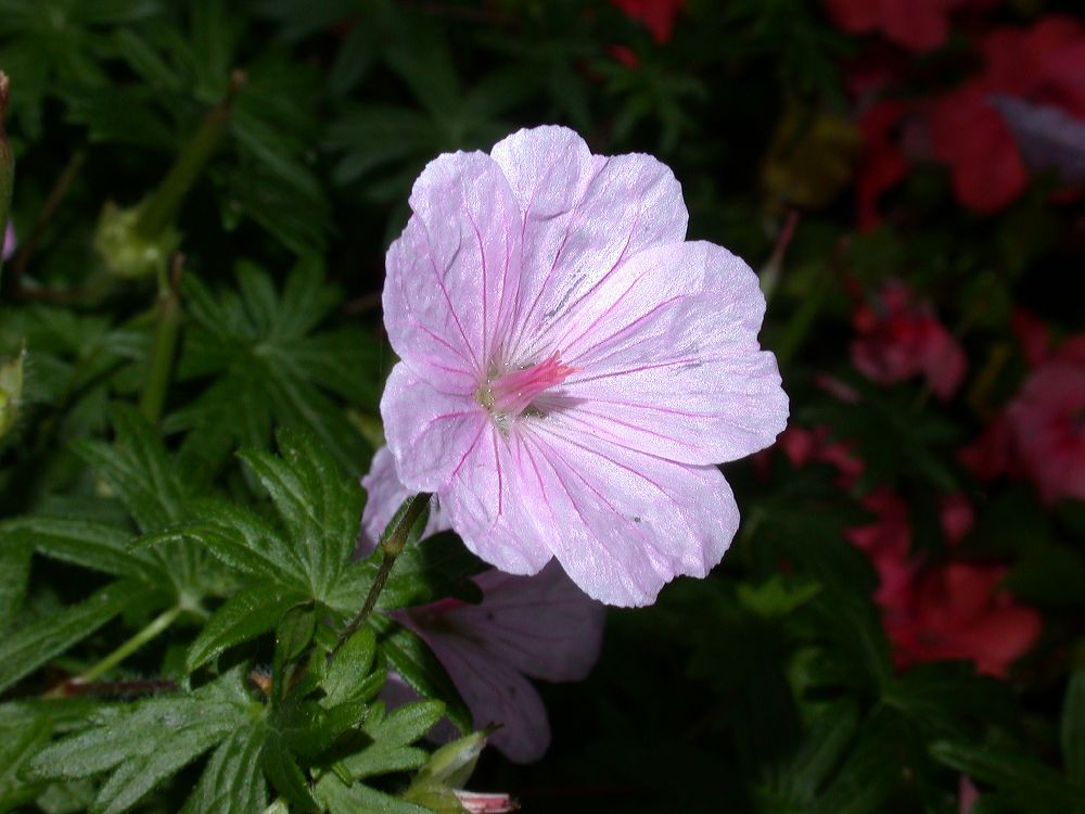 Geraniaceae Geranium lancastriense