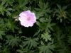 image of Geranium lancastriense