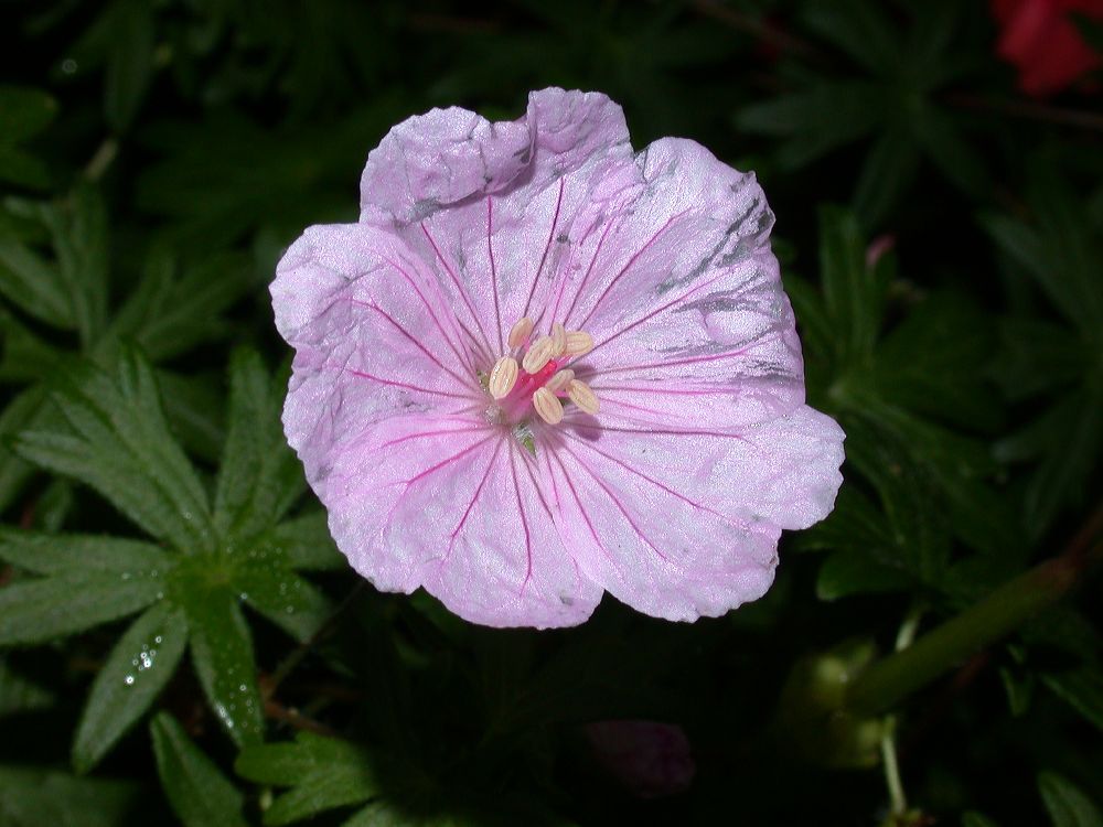 Geraniaceae Geranium lancastriense