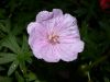 image of Geranium lancastriense