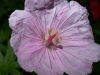 image of Geranium lancastriense
