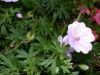 image of Geranium lancastriense