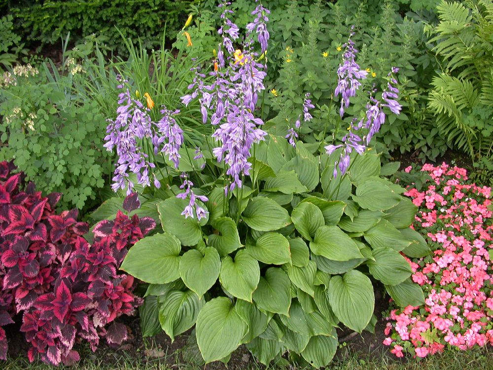 Asparagaceae Hosta 