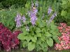 image of Hosta 