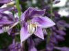 image of Hosta 