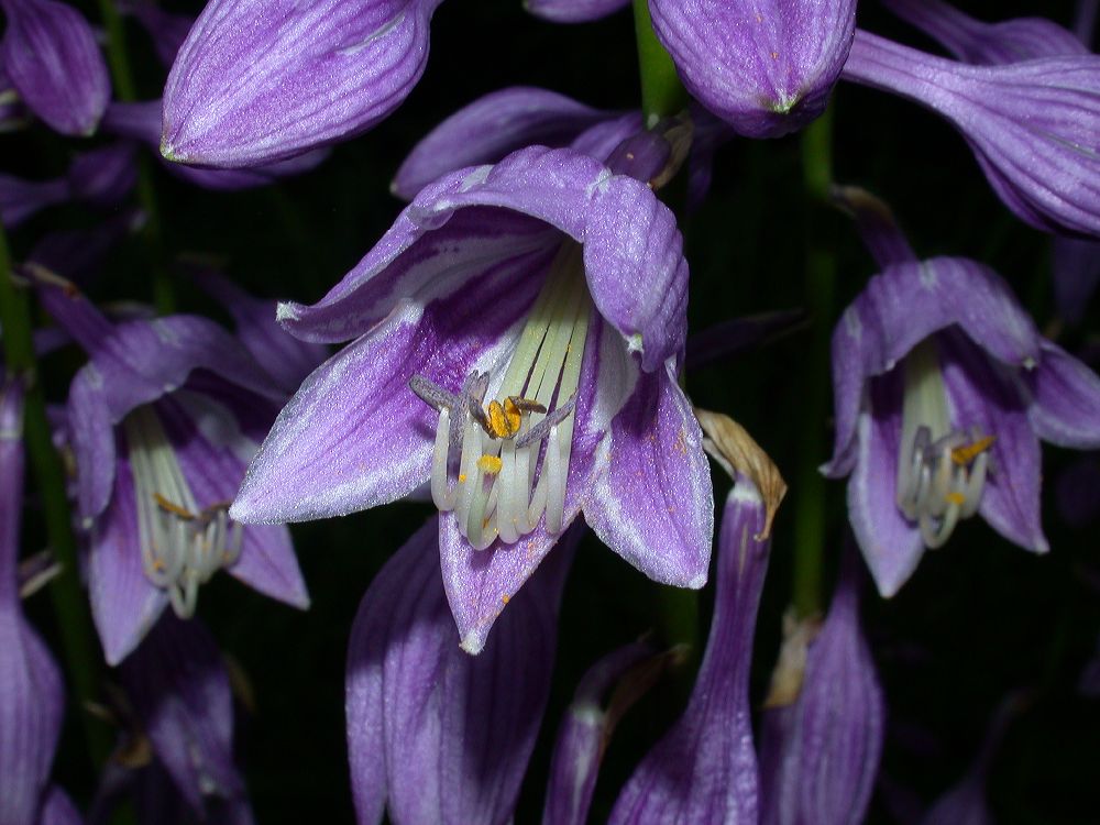 Asparagaceae Hosta 