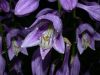 image of Hosta 