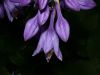 image of Hosta 