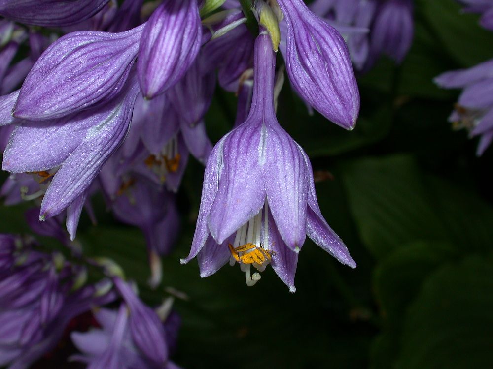 Asparagaceae Hosta 