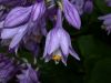 image of Hosta 