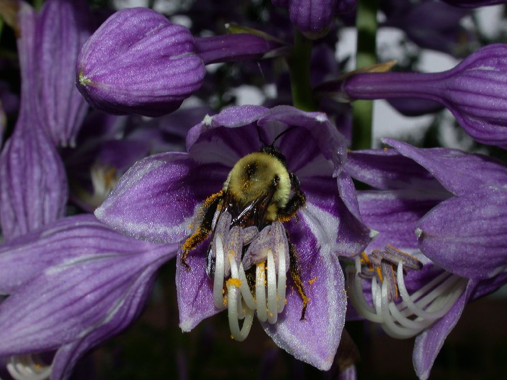 Apidae  