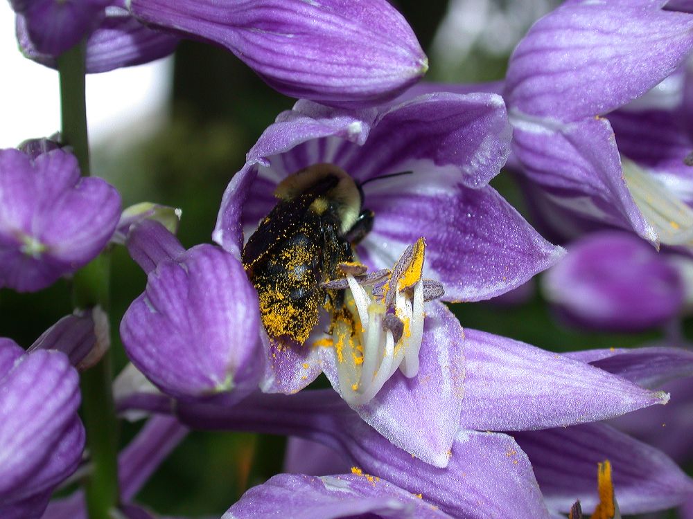 Apidae  