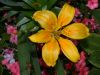 image of Lilium 