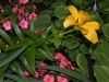 image of Lilium 