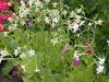 image of Nicotiana 
