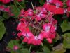 image of Pelargonium 
