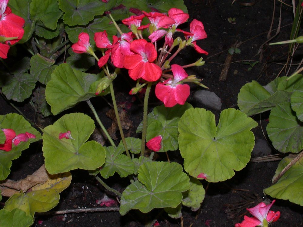 Geraniaceae Pelargonium 