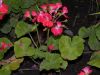 image of Pelargonium 